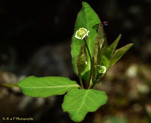 {Euphorbia mercurialina}